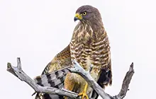 Raptors