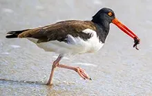 Shore Birds