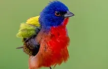 Songbirds
