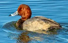 Waterfowl