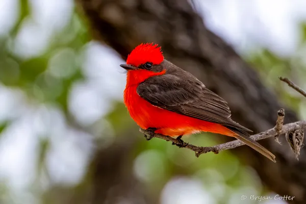 Vermilion Flycatcher