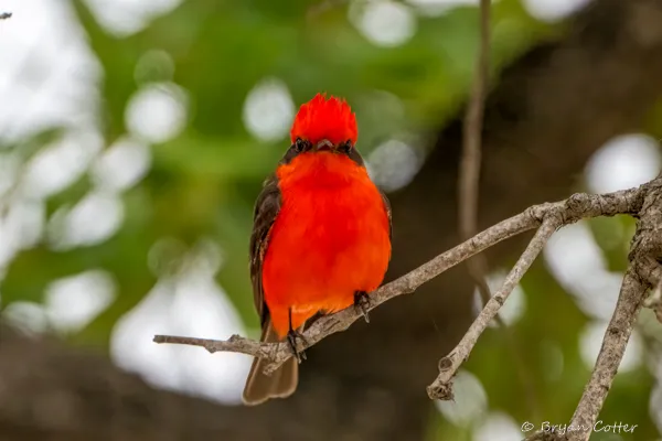 Vermilion Flycatcher