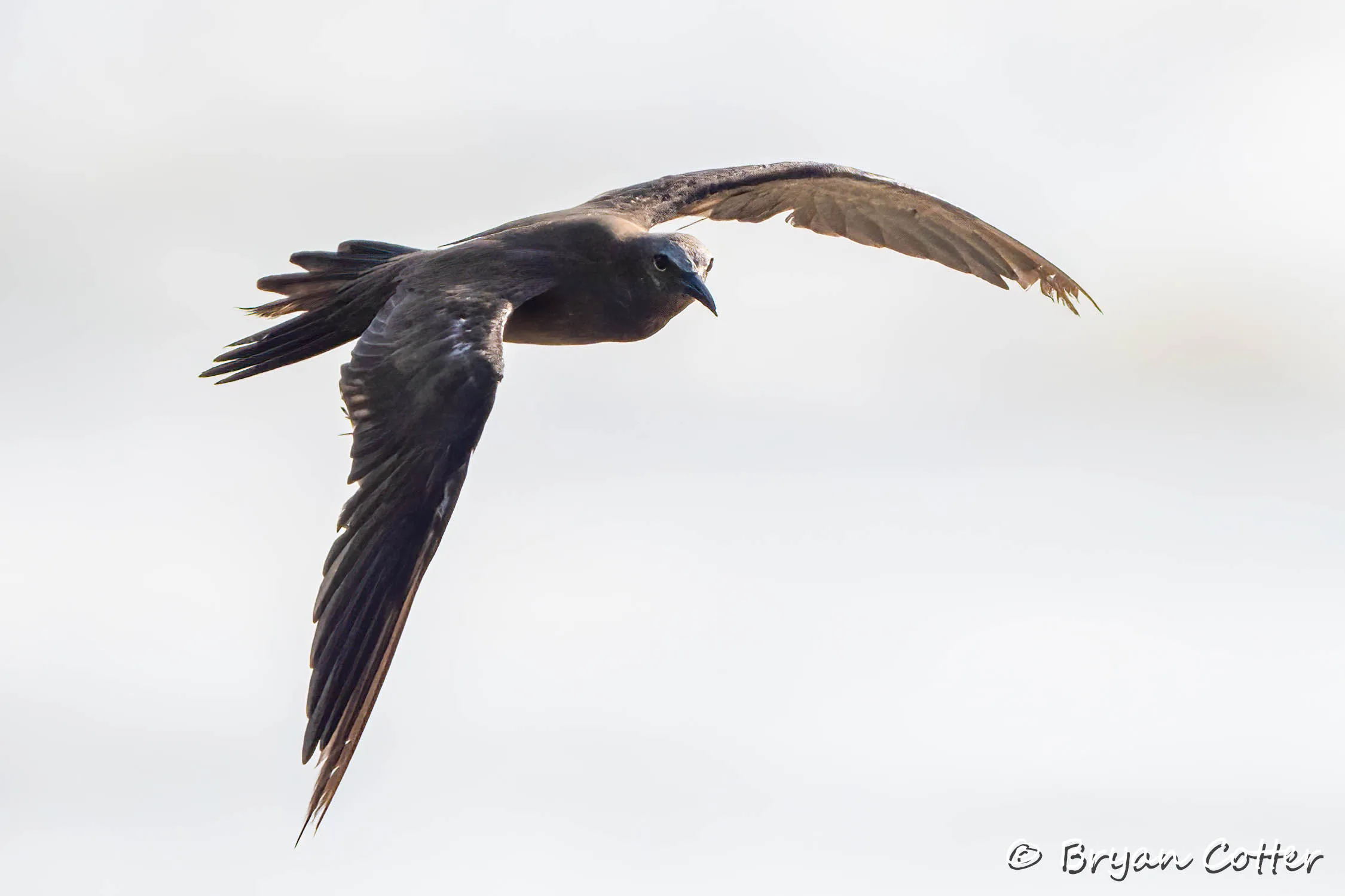 Brown Noddy