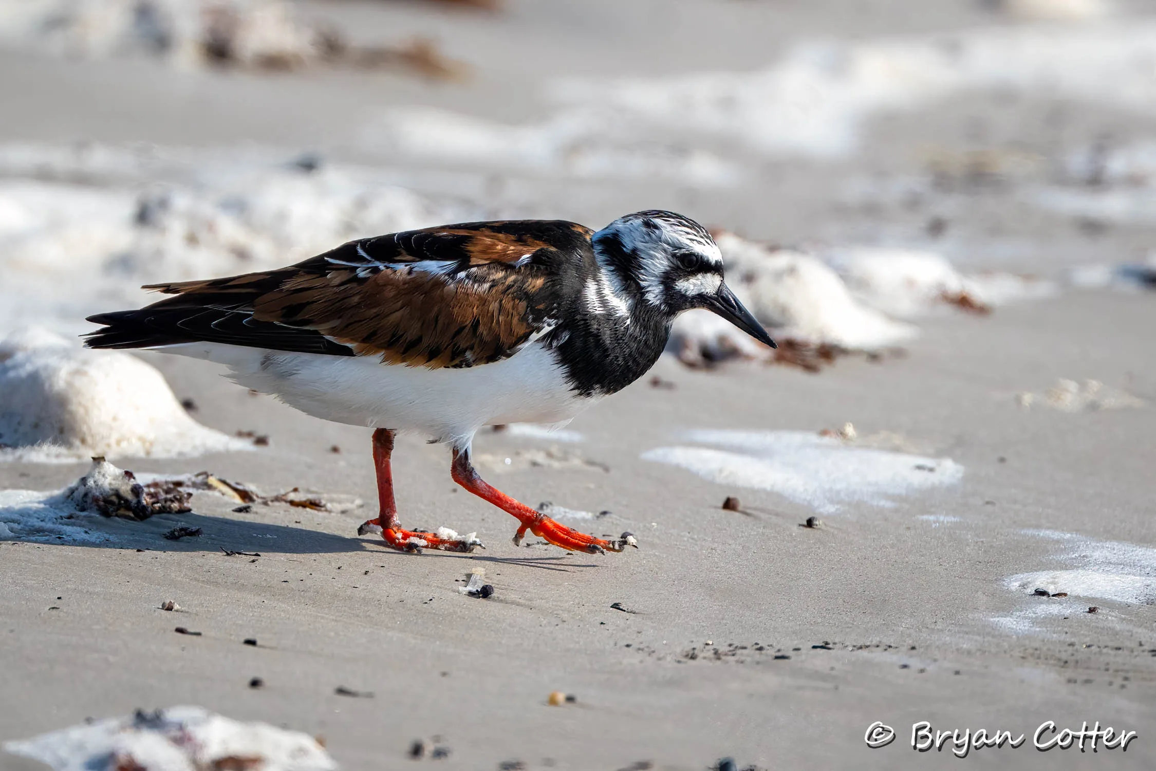 Ruddy Turnstone