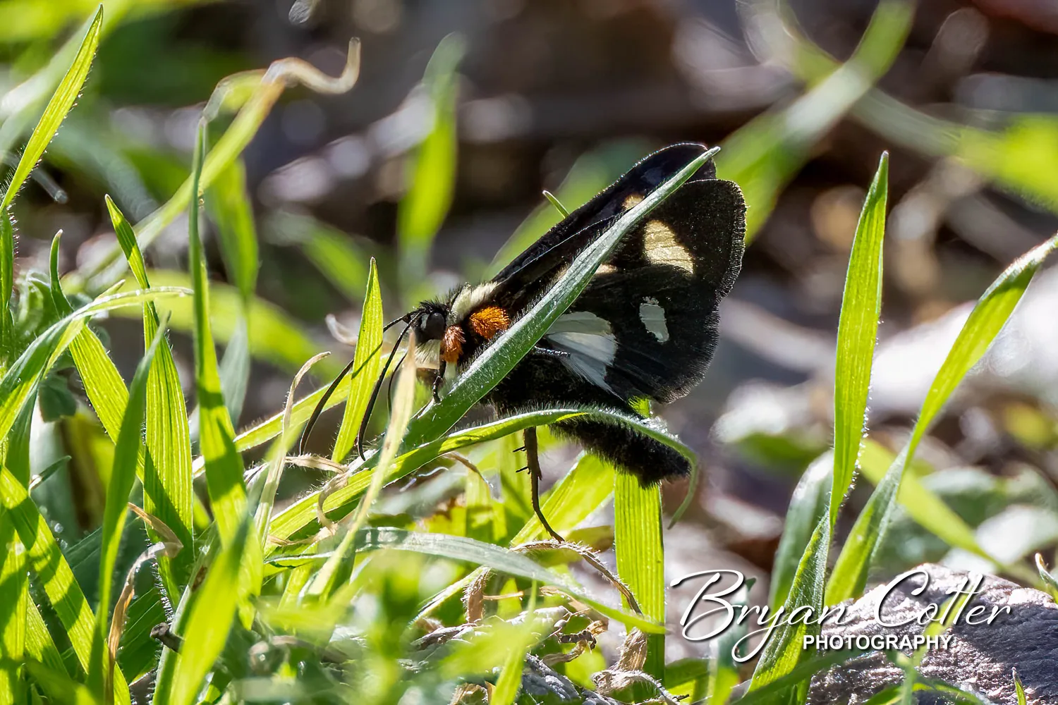 Eight-spotted Forester Moth