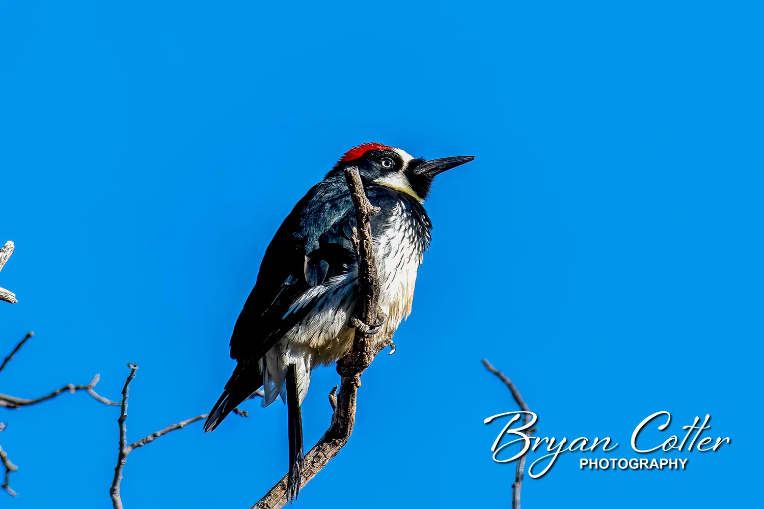 Acorn Woodpecker