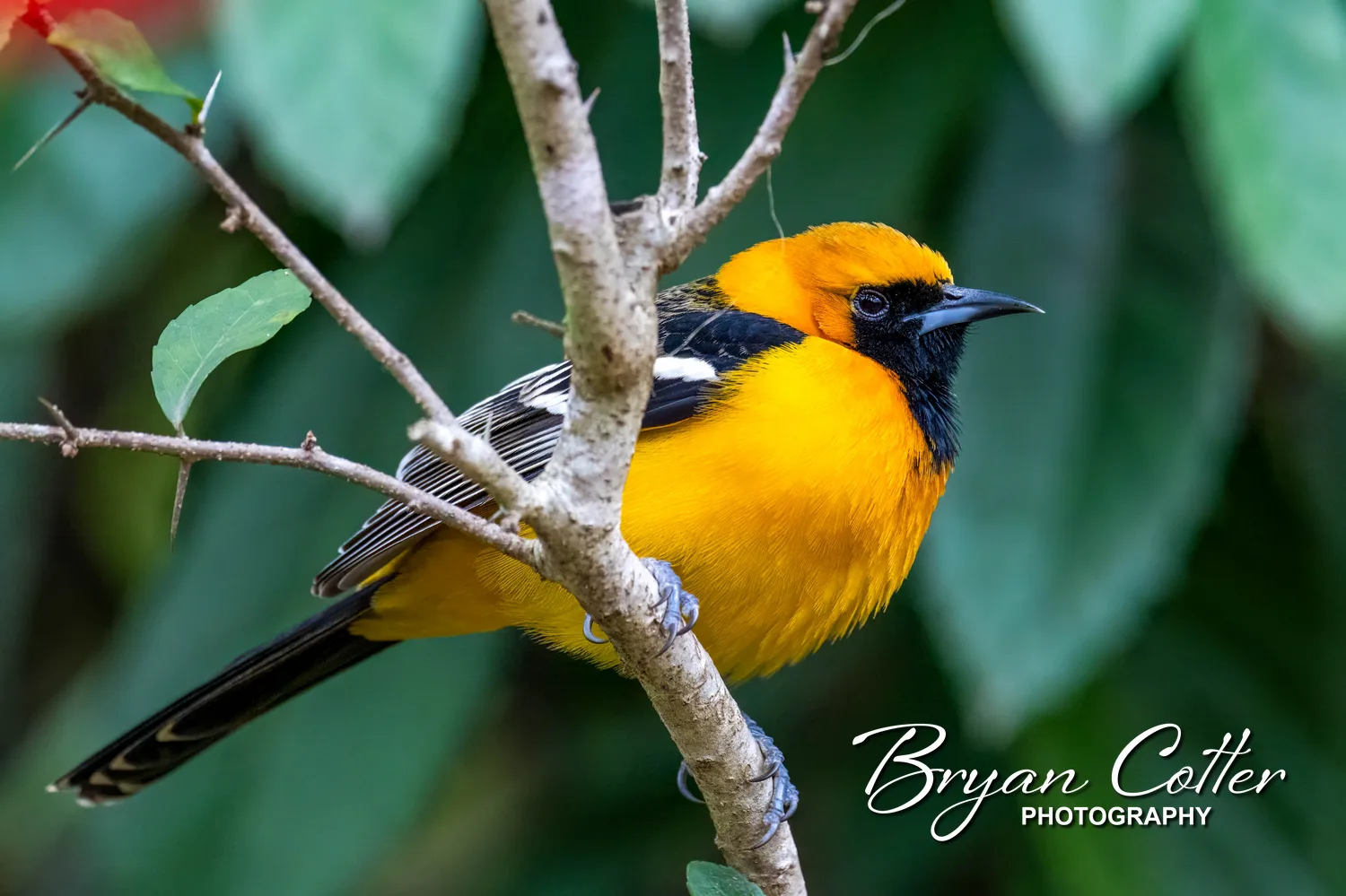 Altamira Oriole
