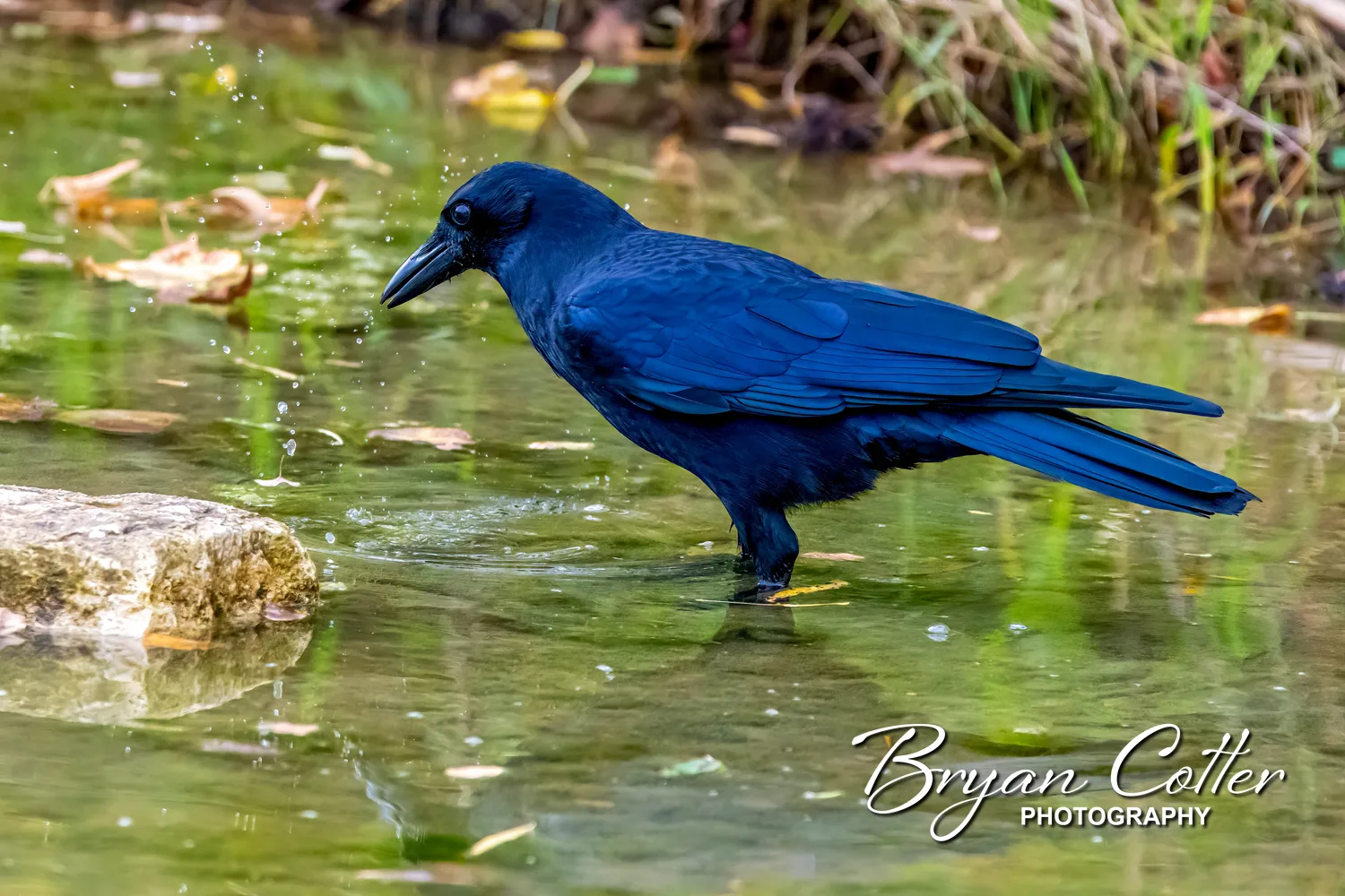 American Crow