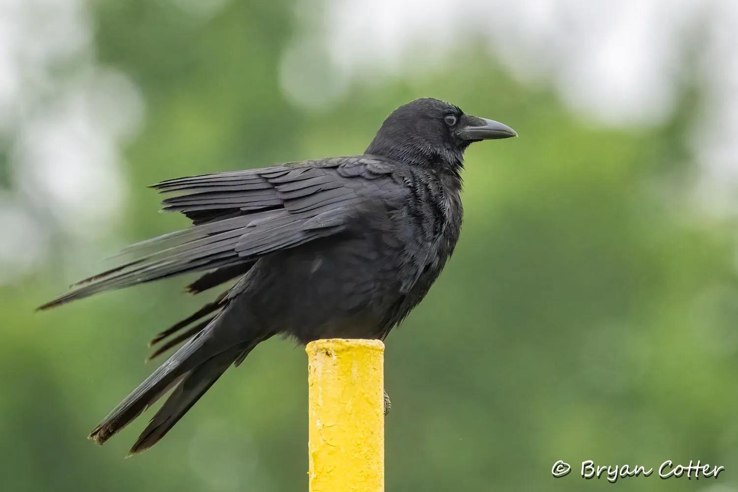 American Crow