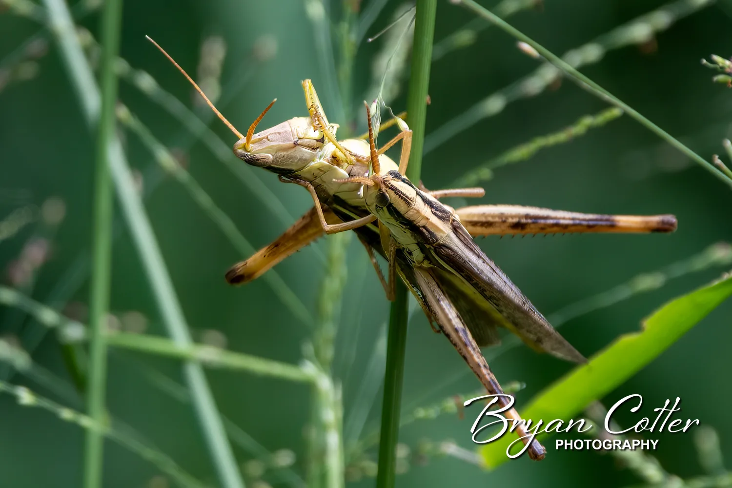 American Bird Grasshopper