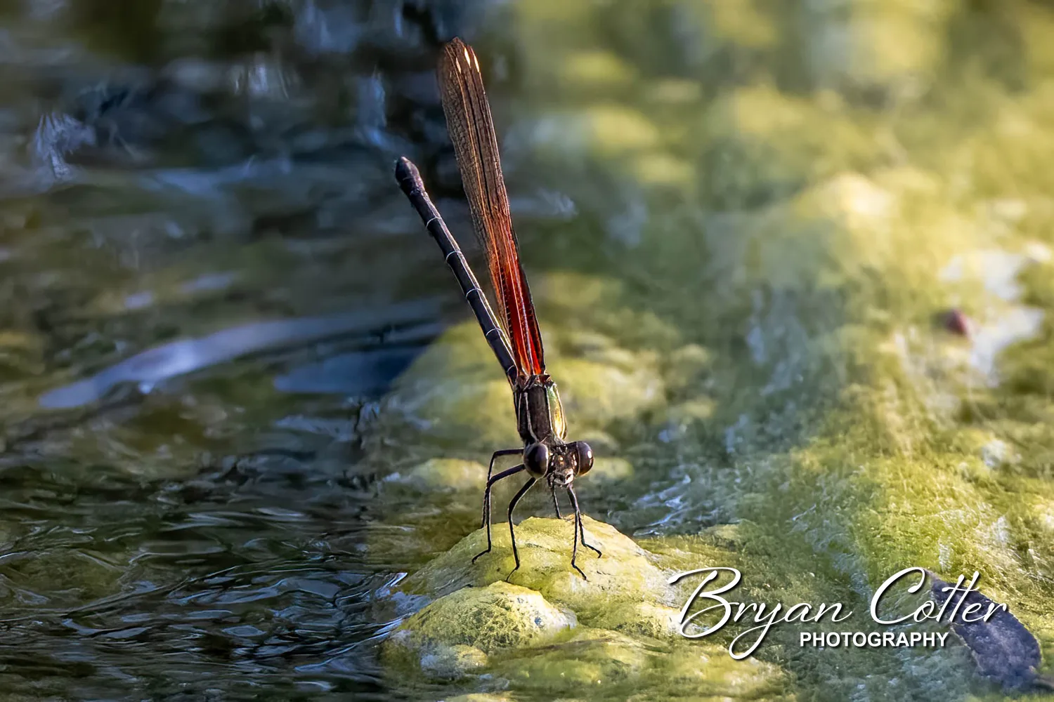 American Rubyspot