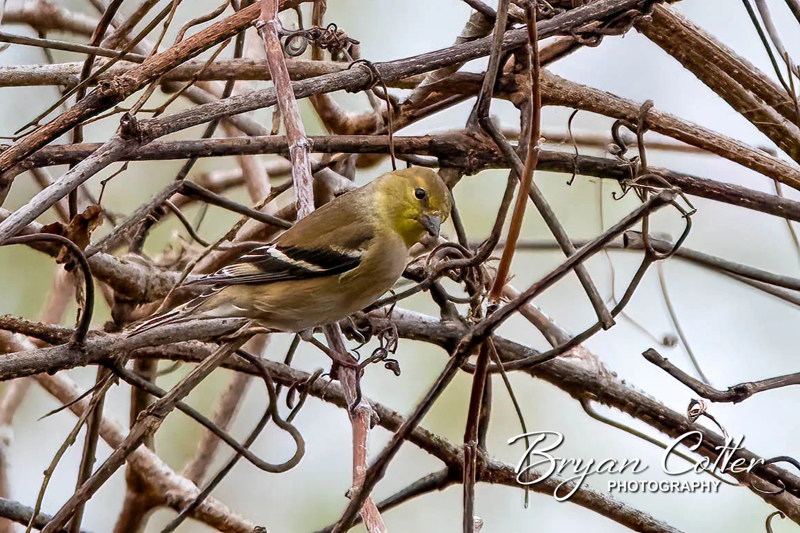 American Goldfinch