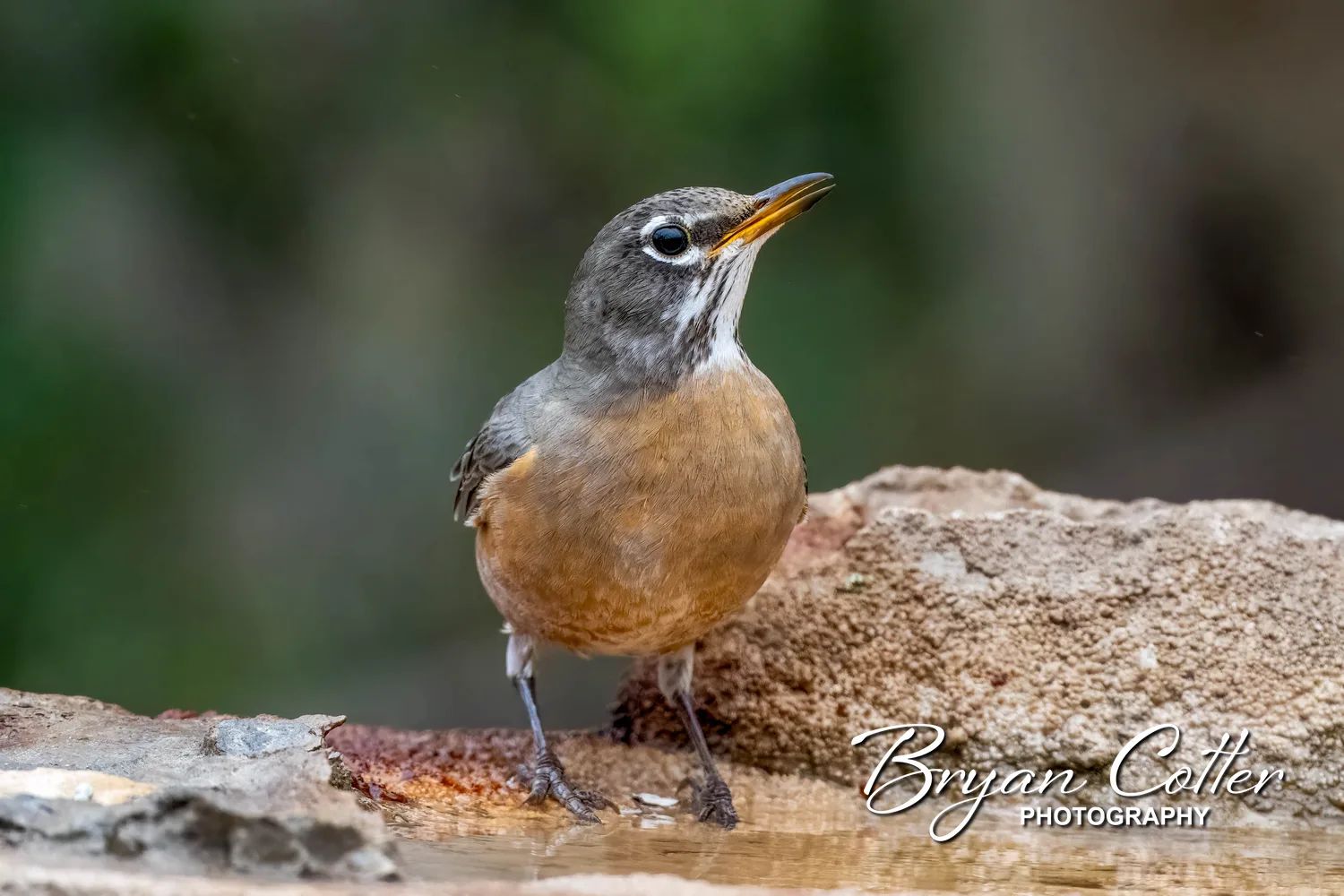 American Robin