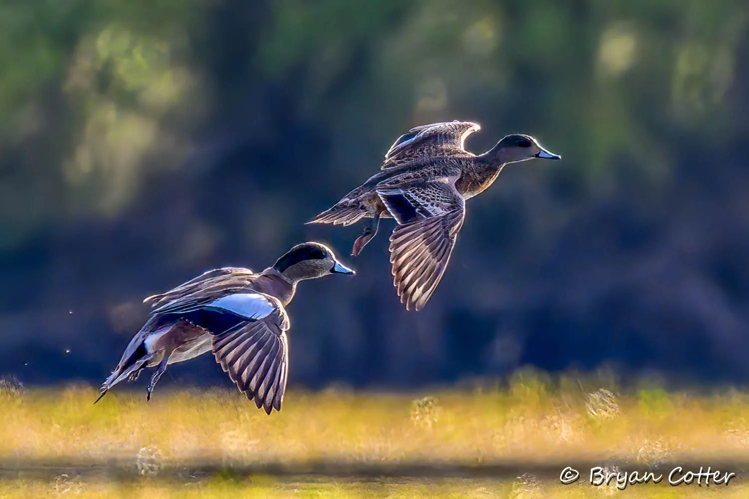American Wigeon