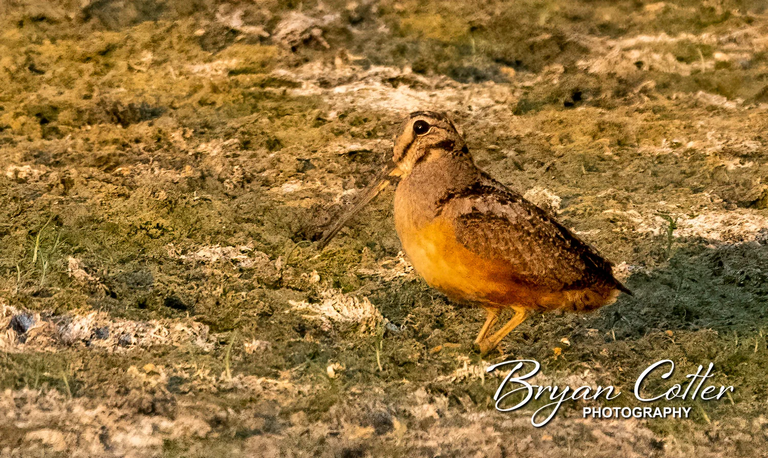 American Woodcock