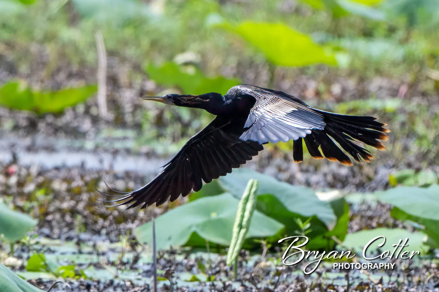 Anhinga