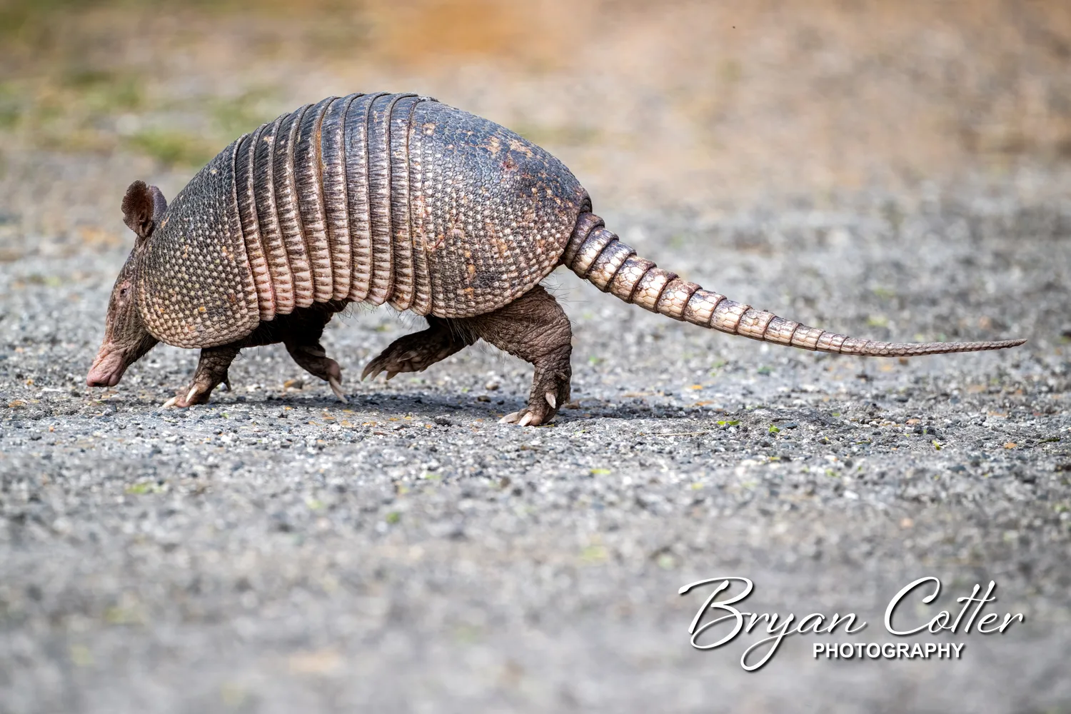 Nine-banded Armadillo