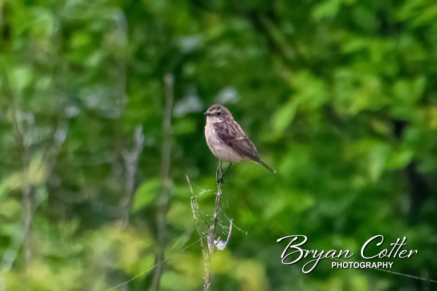 Amur Stonechat