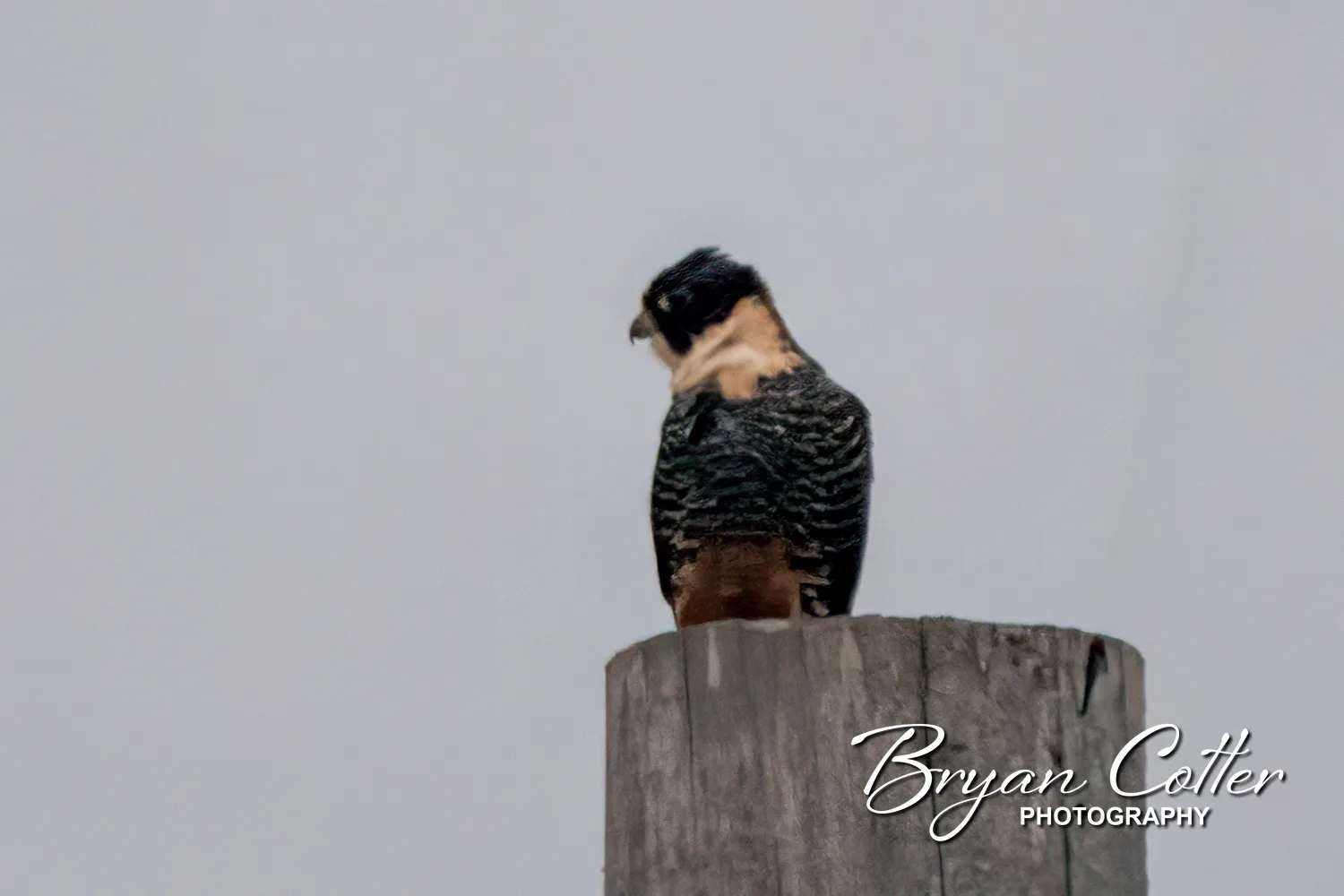 Bat Falcon