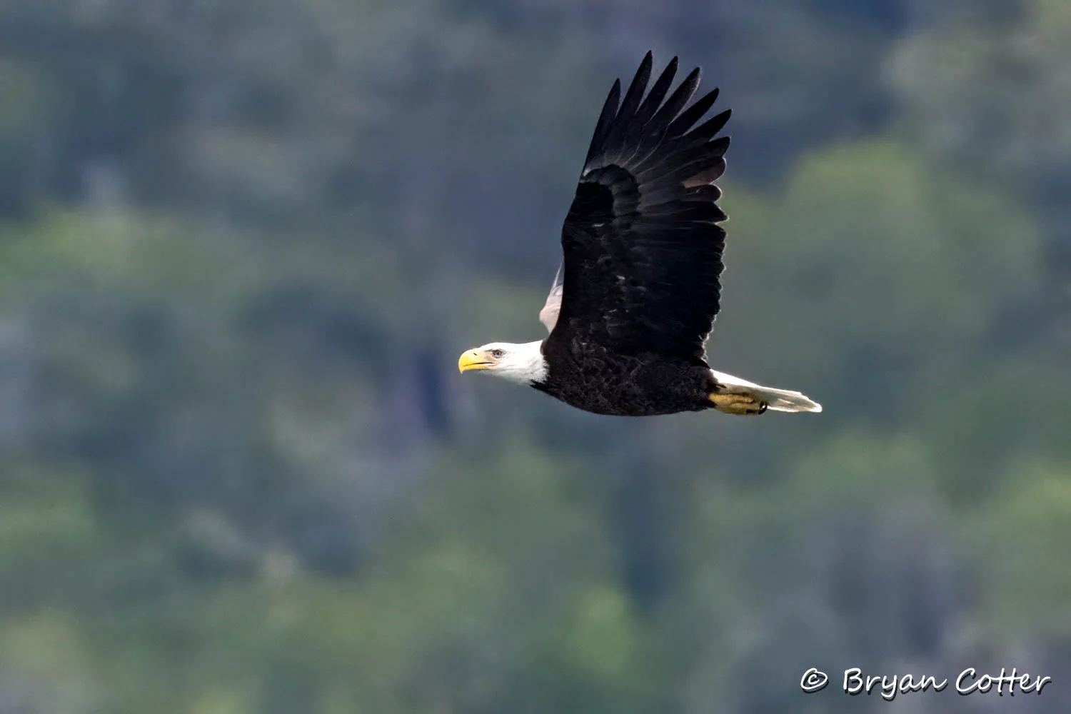 Bald Eagle