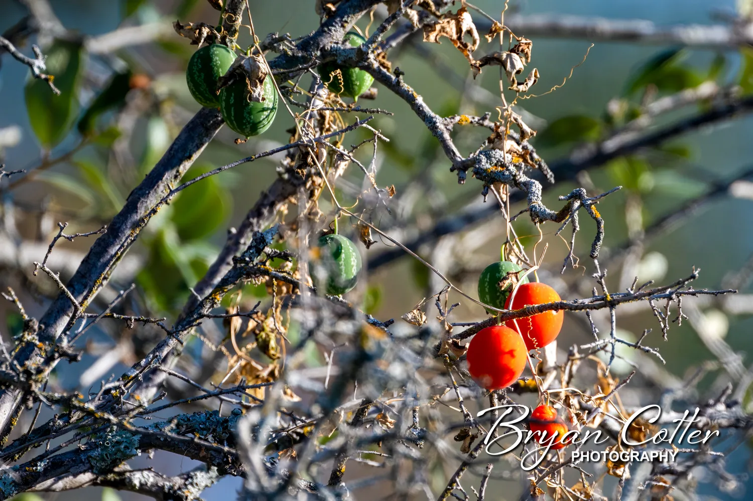 Balsam Gourd