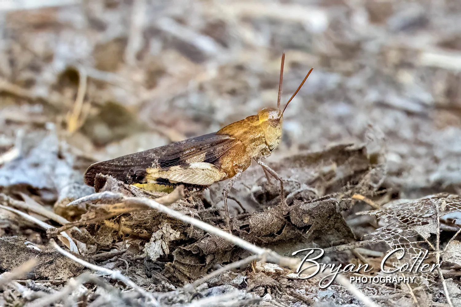Band-winged Grasshopper