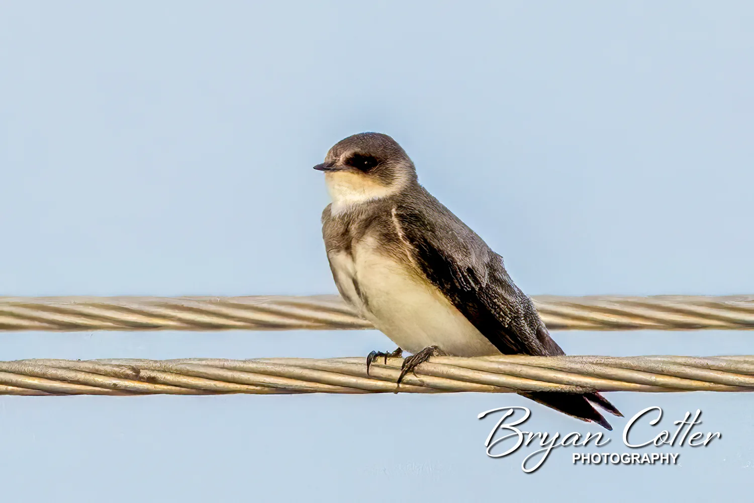 Bank Swallow