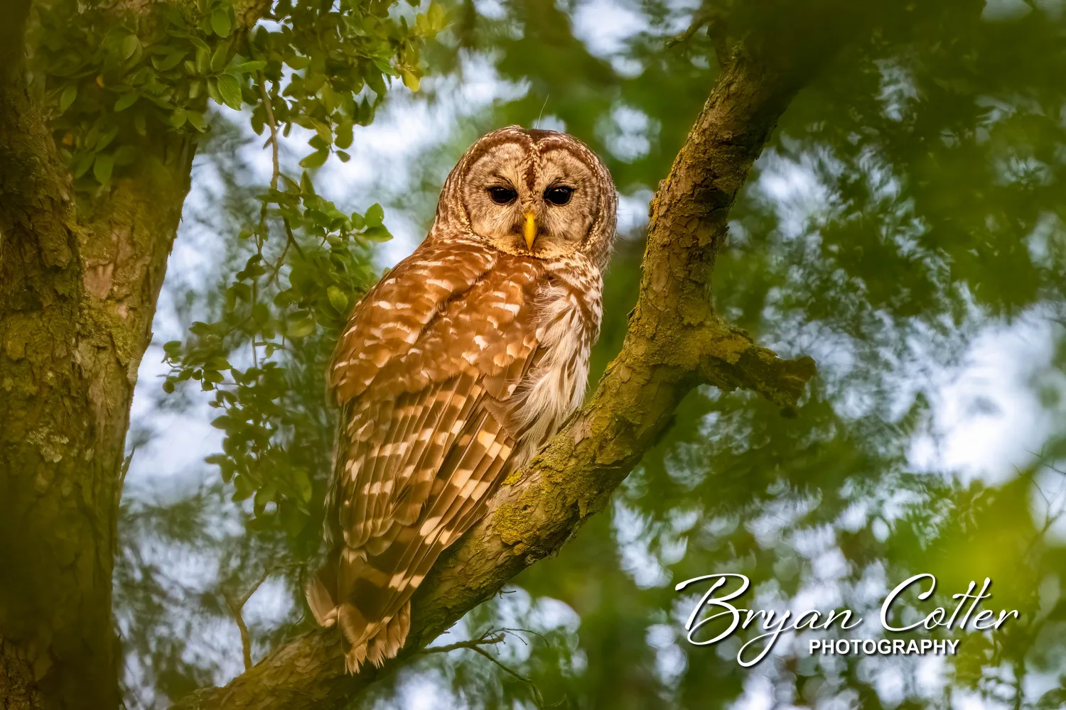 Barred Owl