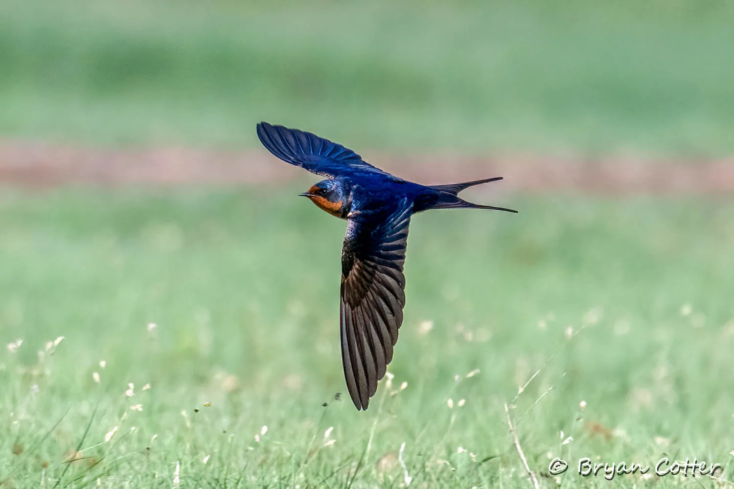 Barn Swallow
