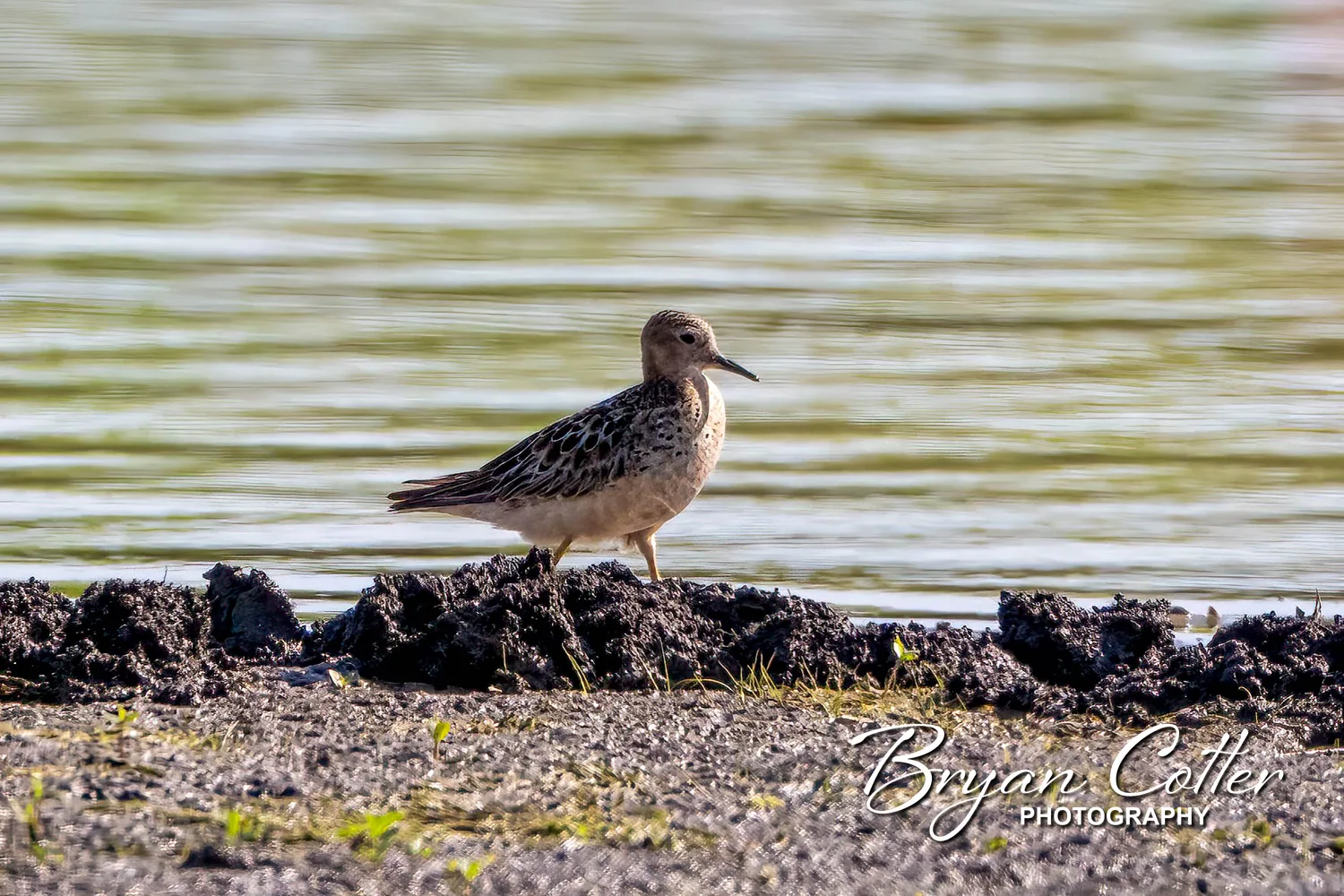 Buff-breasted Sandpiper