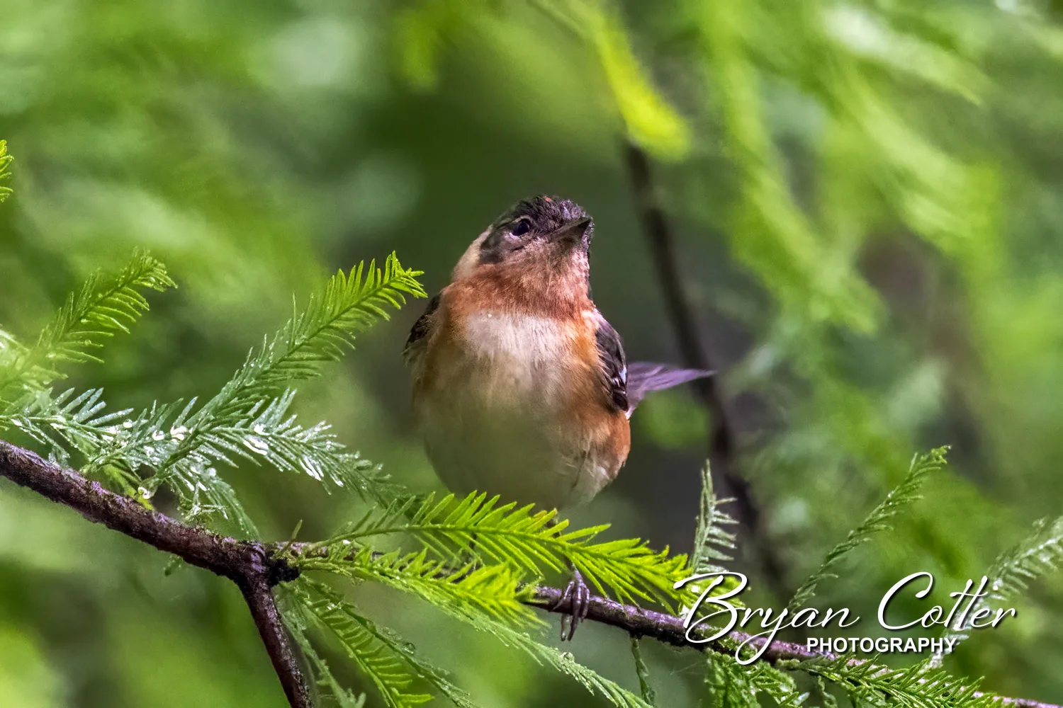Bay-breasted Warbler