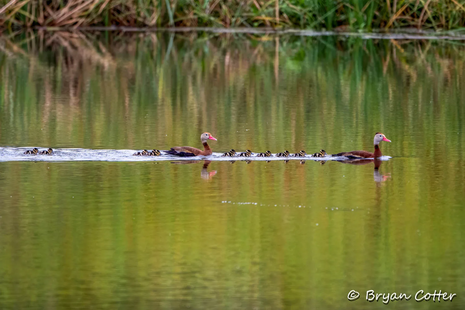 Black-bellied Whistling-ducks