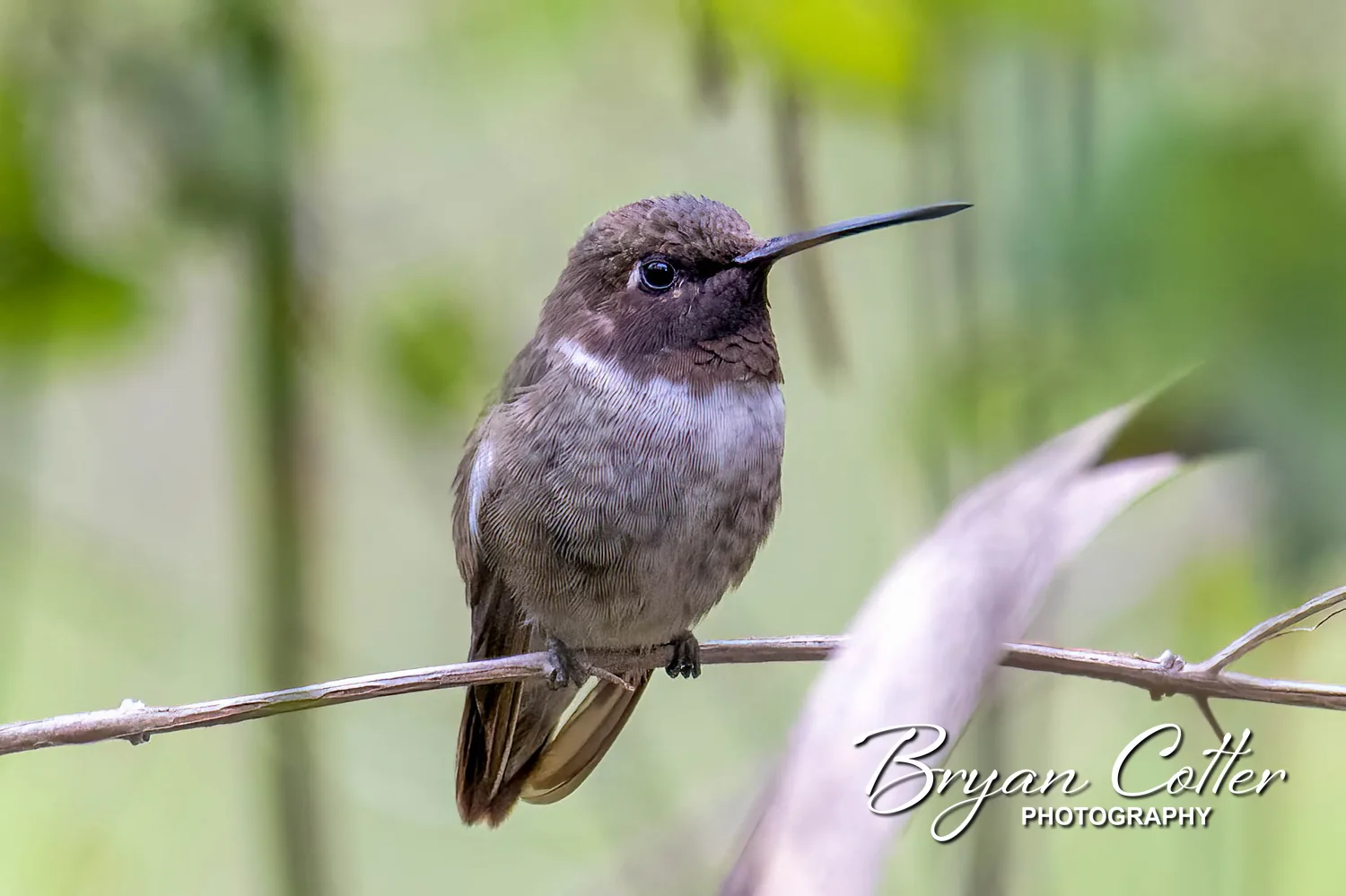 Black-chinned Hummingbird
