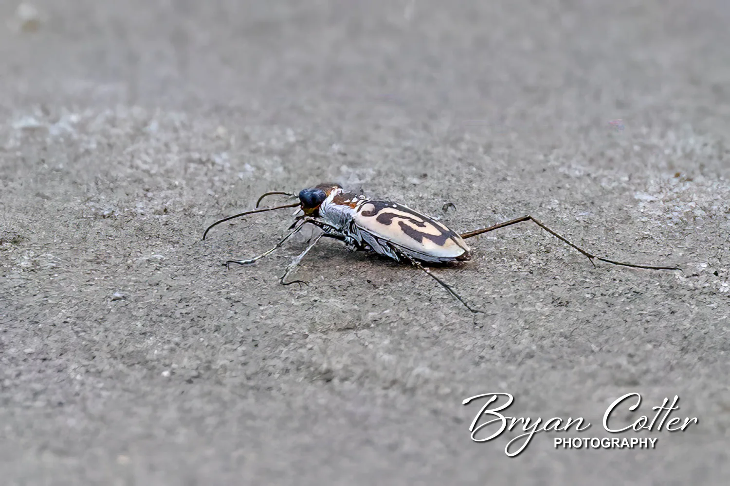 Beach Tiger Beetle