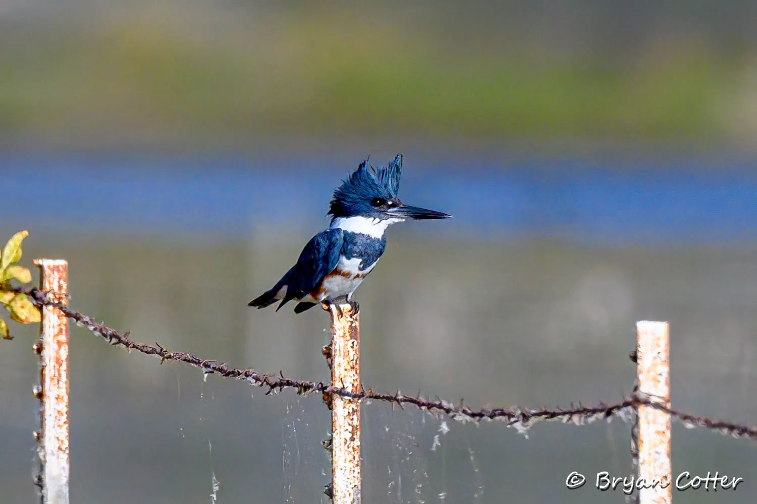 Belted Kingfisher