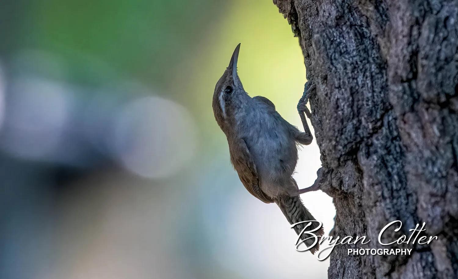 Bewick's Wren