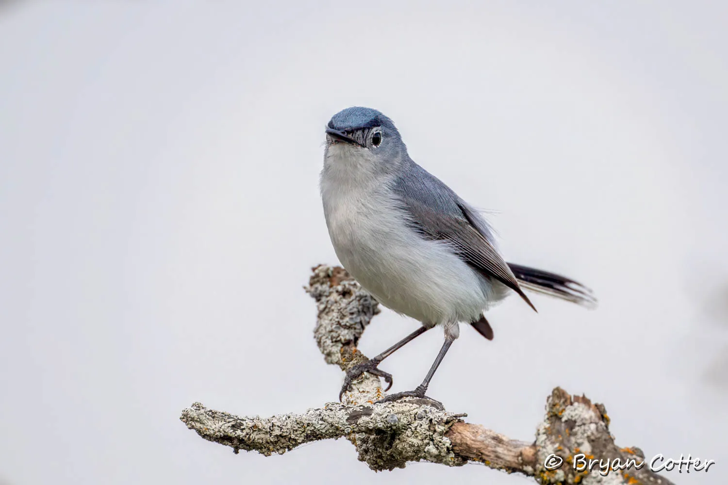 Blue-gray Gnatcatcher