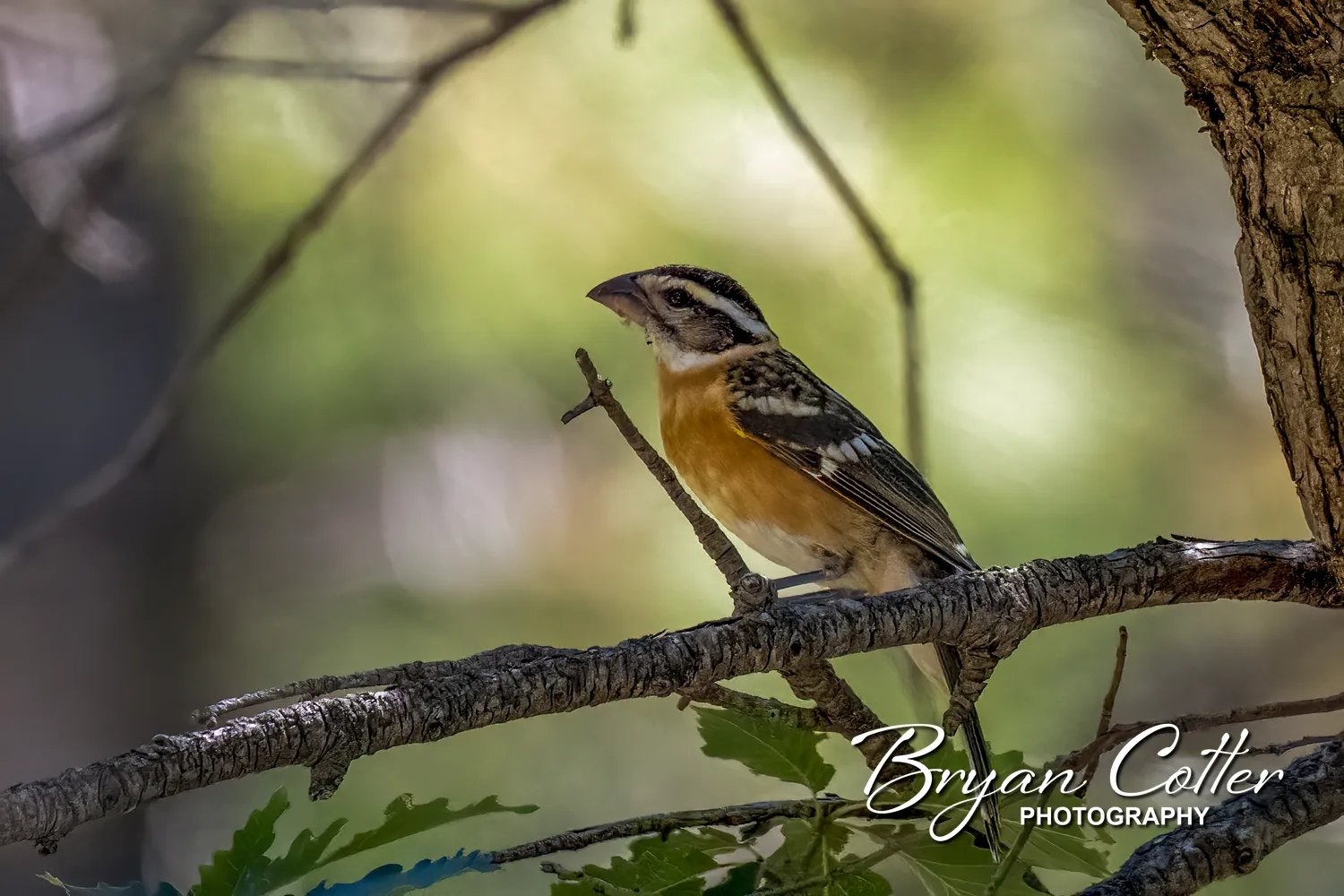 Black-headed Grosbeak