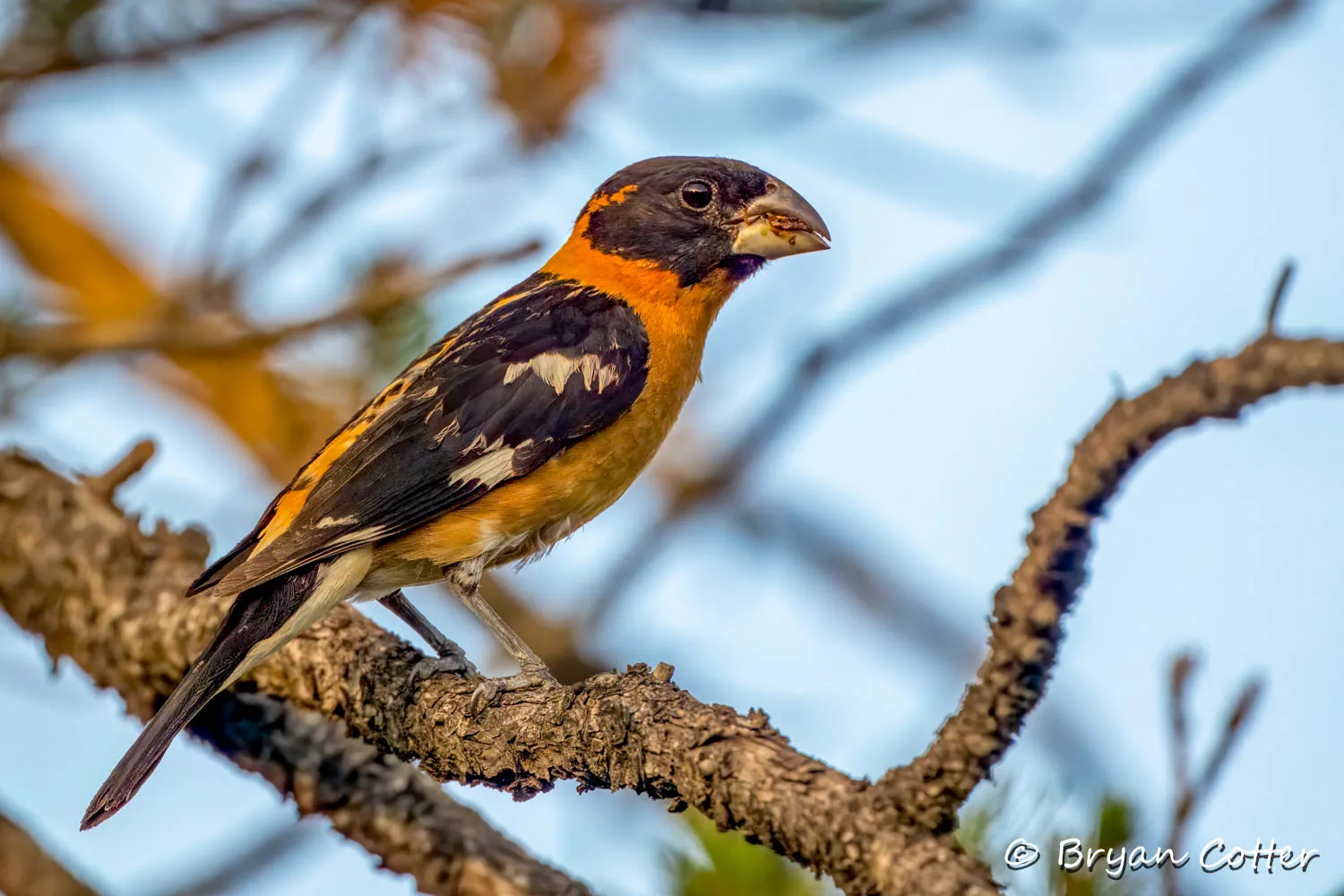 Black-headed Grosbeak