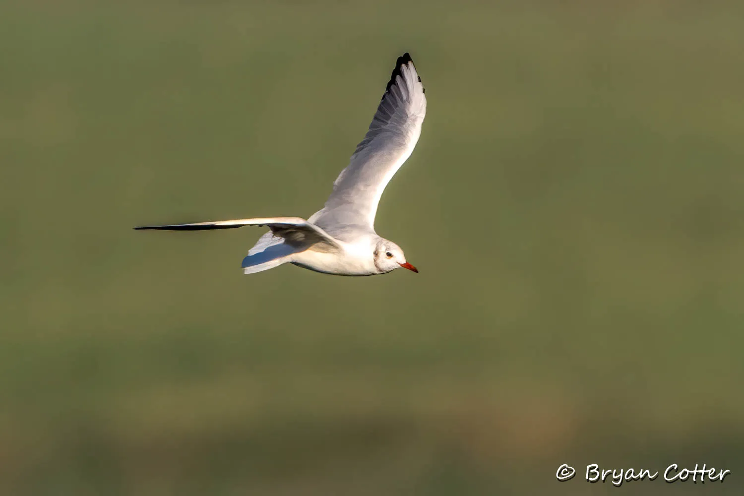 Black-headed Gull