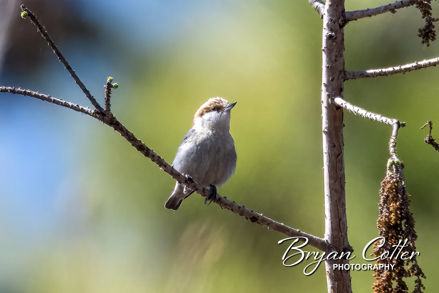 Brown-headed Nuthatch