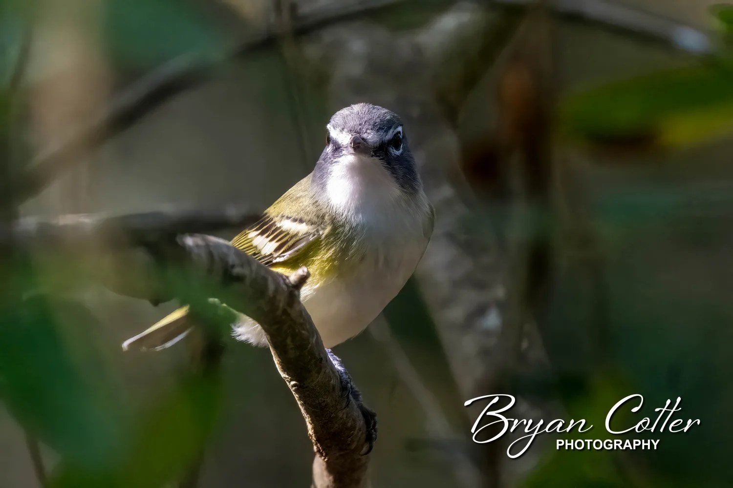 Blue-headed Vireo