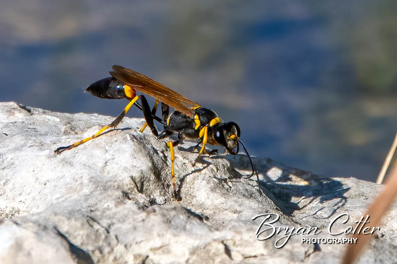 Black and Yellow Mud Dauber