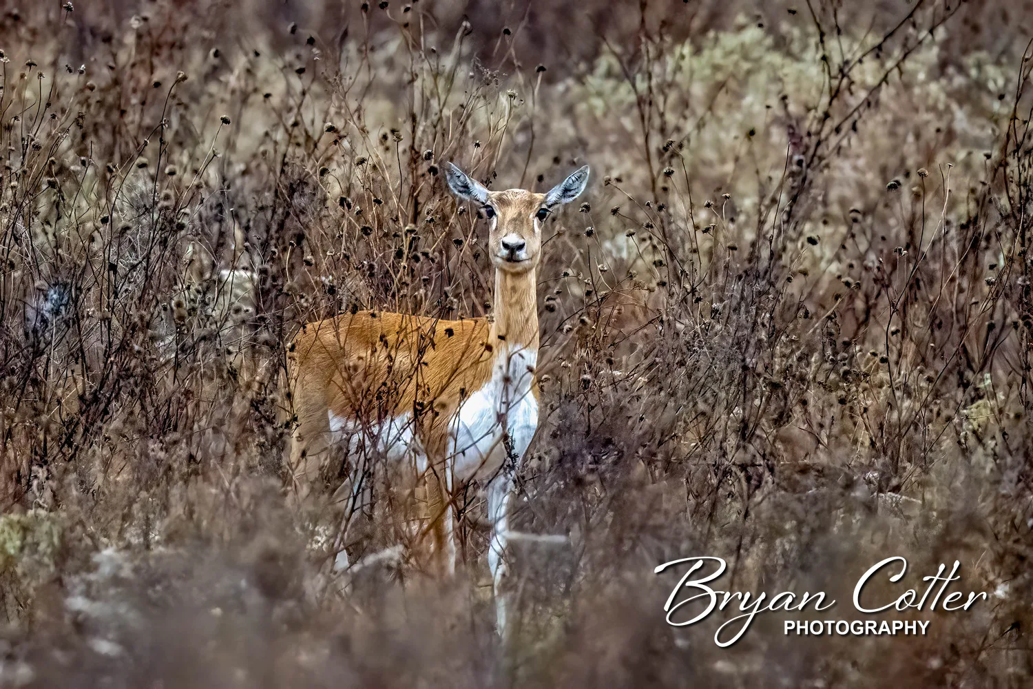 Blackbuck