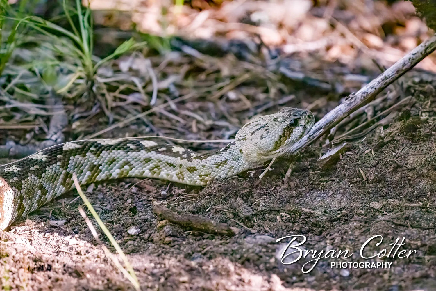 Black-tailed Rattlesnake