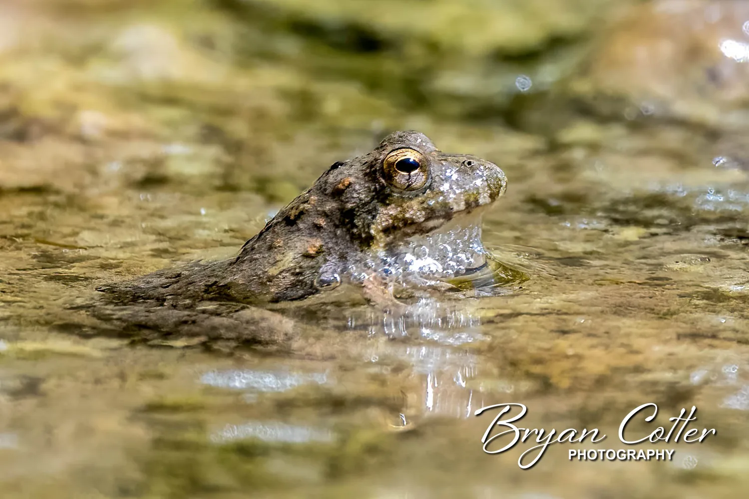 Blanchard's Cricket Frog