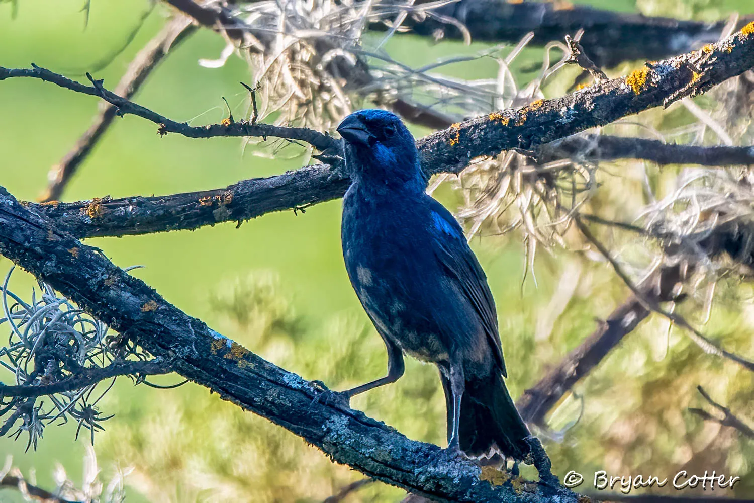 Blue Bunting