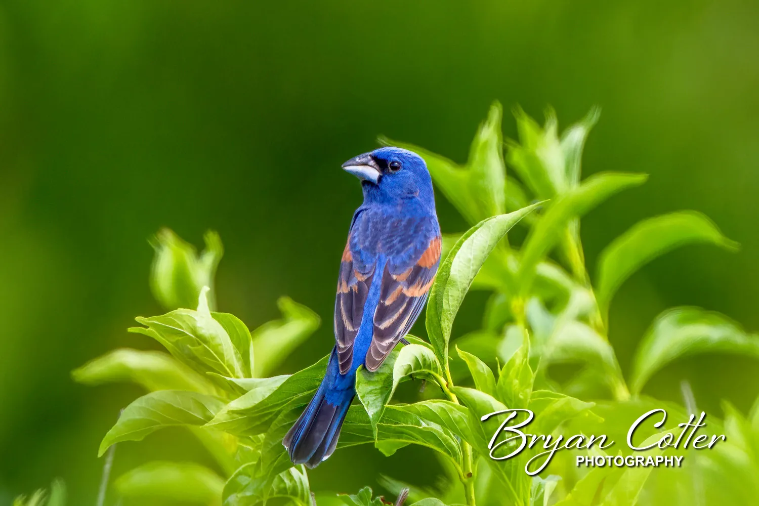 Blue Grosbeak