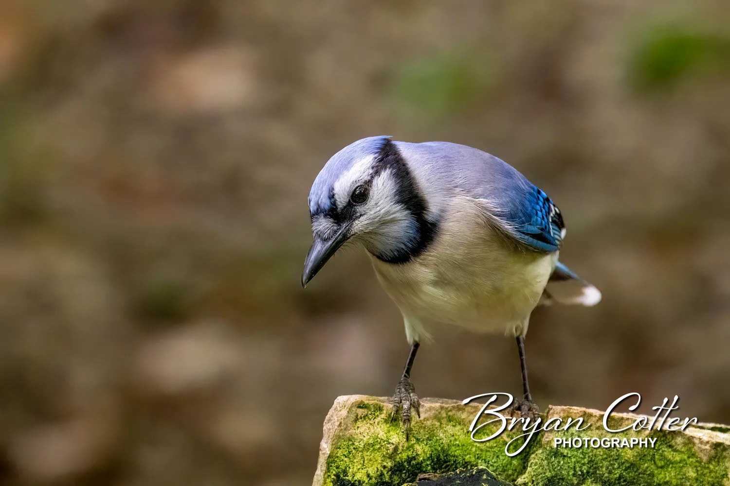 Blue Jay