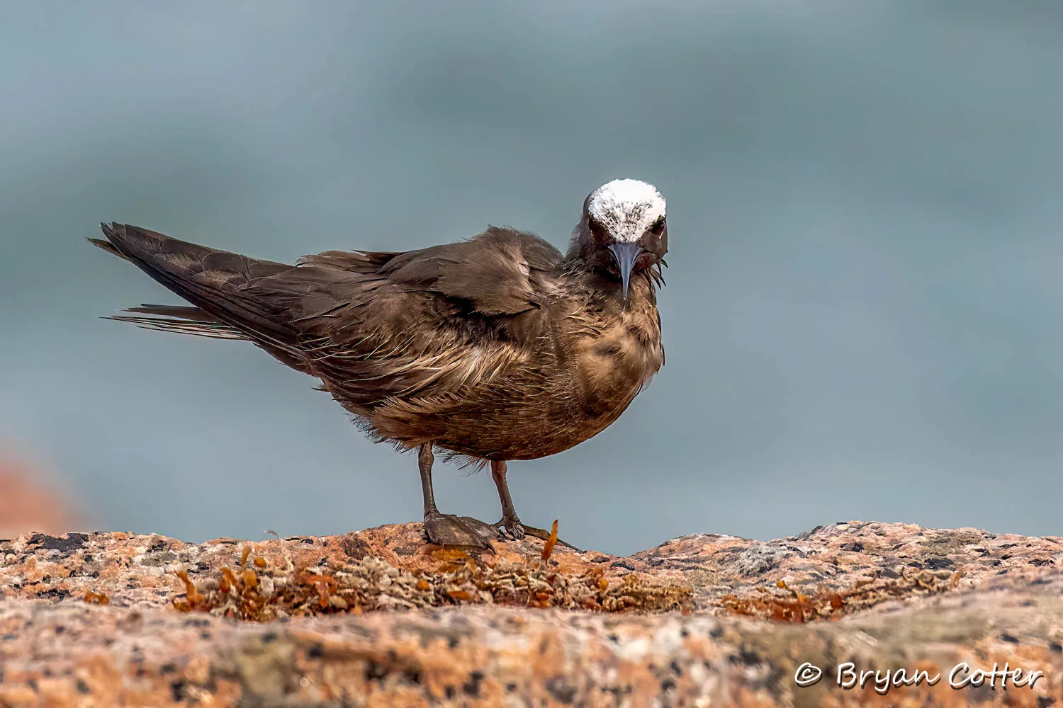 Black Noddy